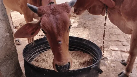 Kadbakutti Animal Feed. (Jwari kutti)